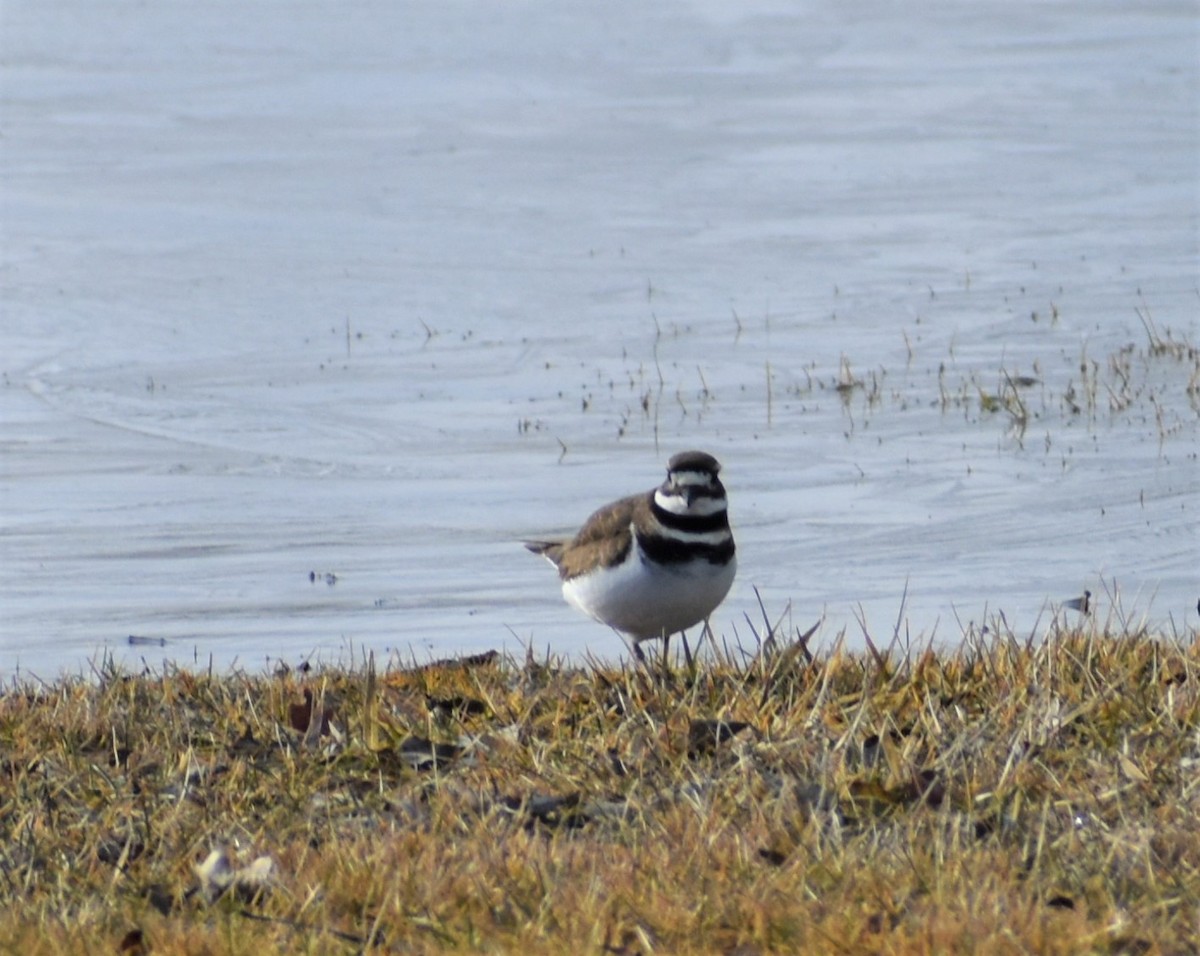 Killdeer - ML543607121