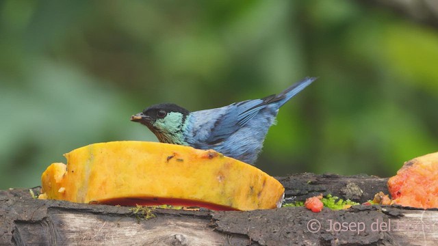 ズグロアオフウキンチョウ - ML543608141