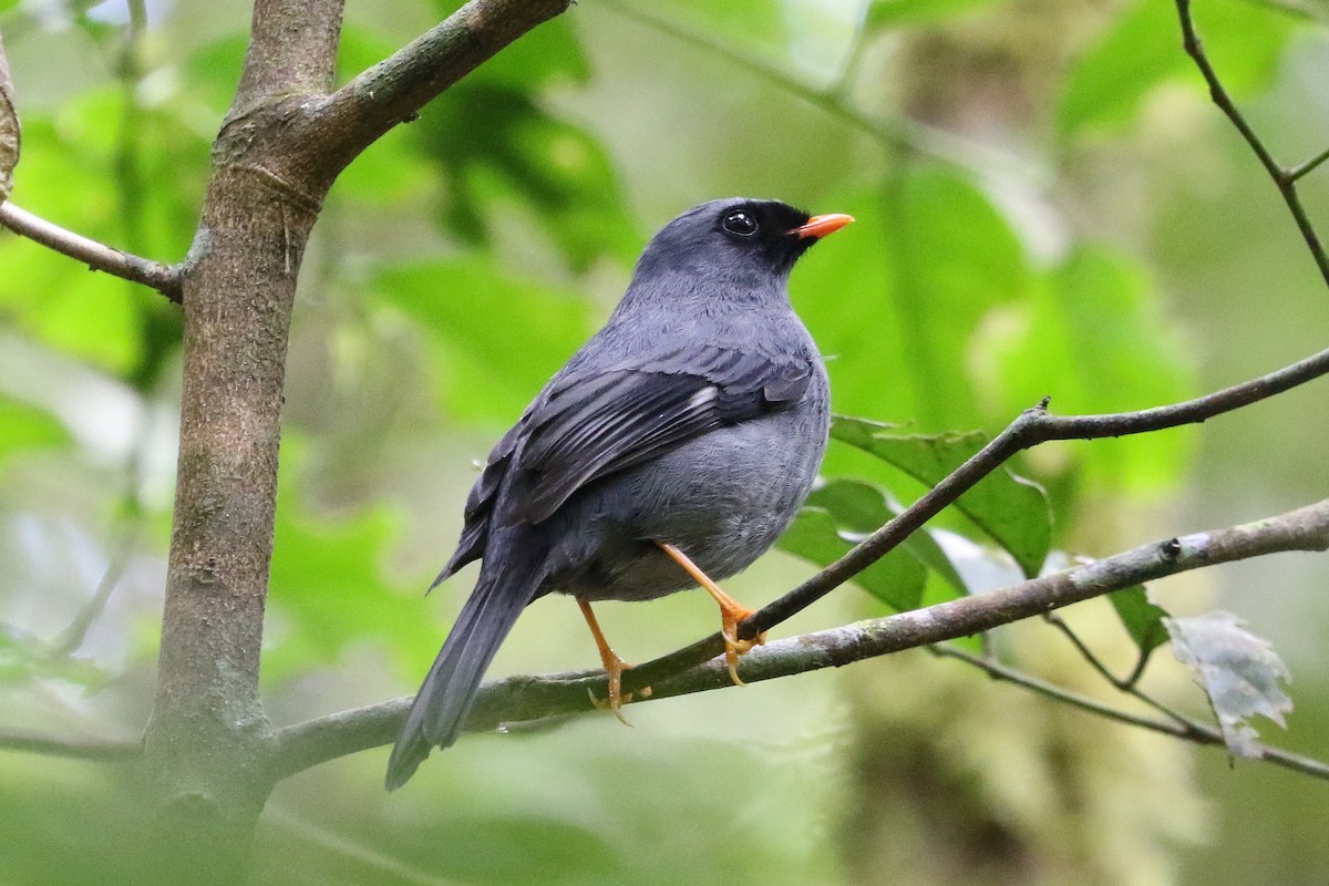 Black-faced Solitaire - Mark Chavez