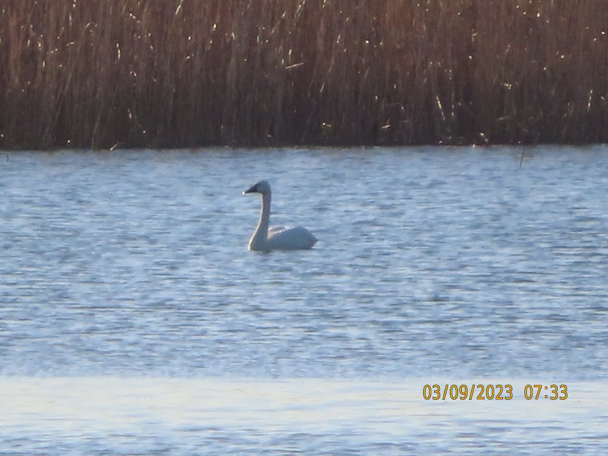 Tundra Swan - ML543608791