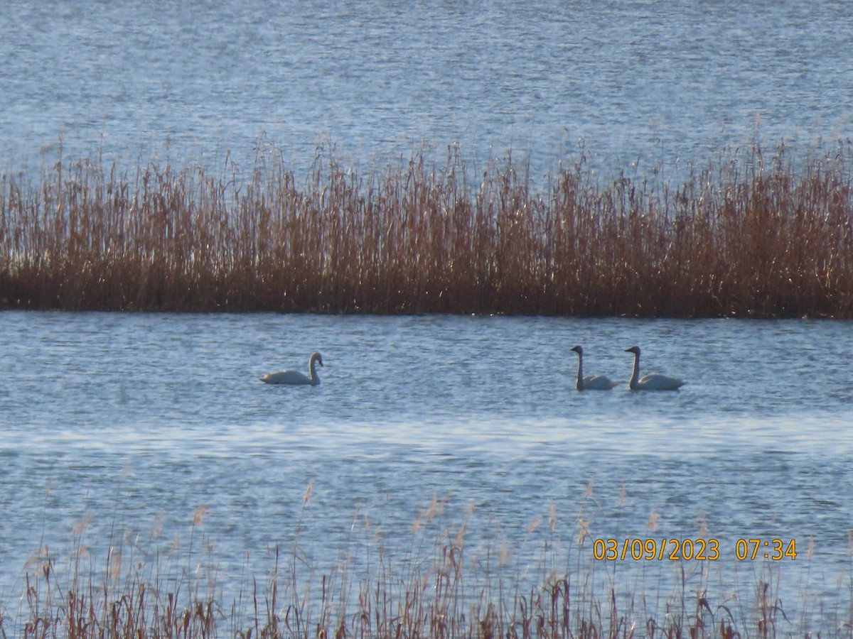 Tundra Swan - ML543608891