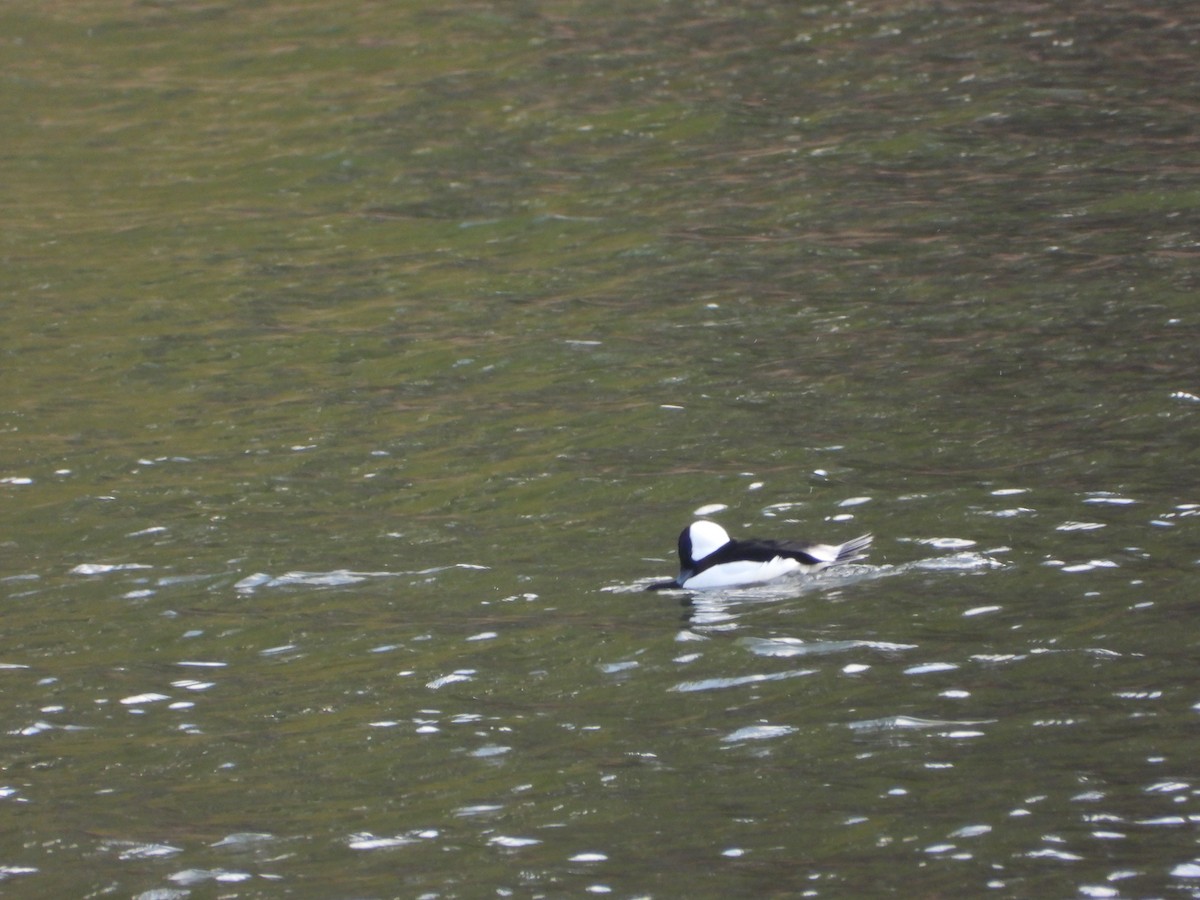 Bufflehead - ML543609551