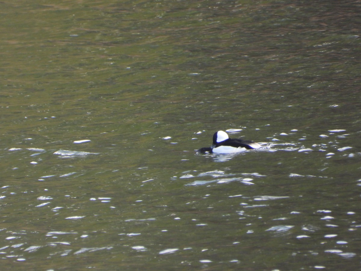 Bufflehead - ML543609561