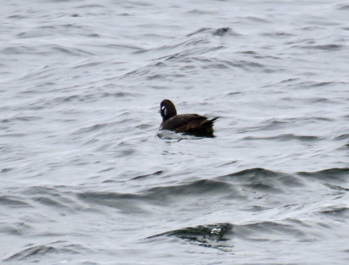 Harlequin Duck - ML543610601