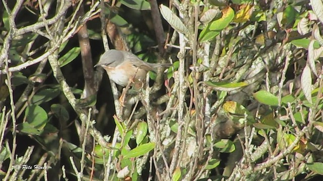 Moltoni's/Western/Eastern Subalpine Warbler - ML543610981