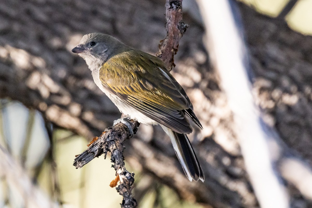 Lesser Honeyguide - ML543611031