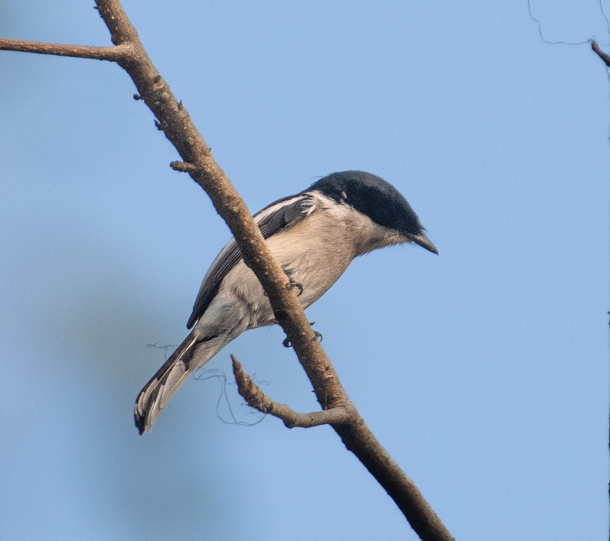 Bar-winged Flycatcher-shrike - Chai Eng Law