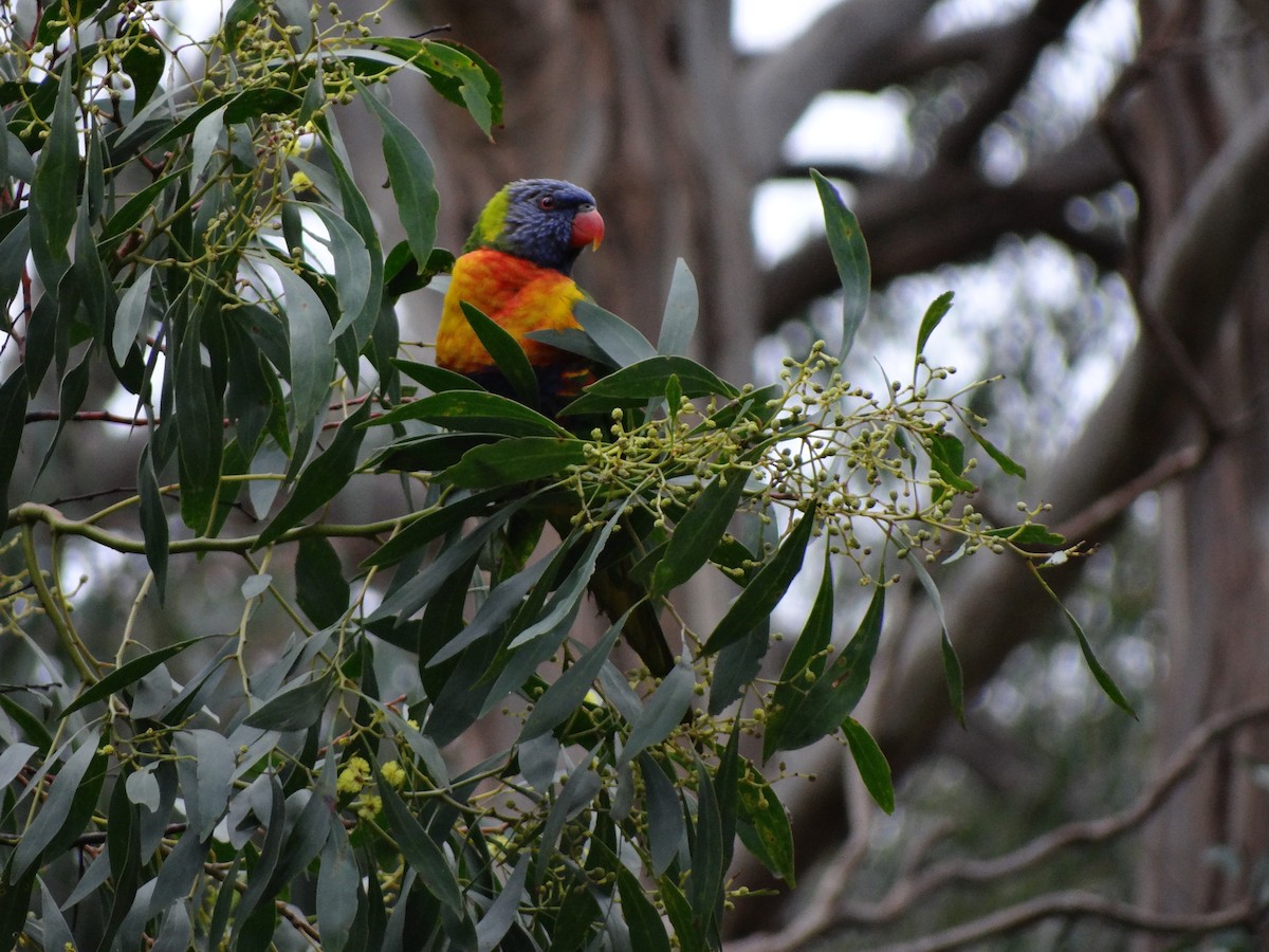 Rainbow Lorikeet - ML543612741