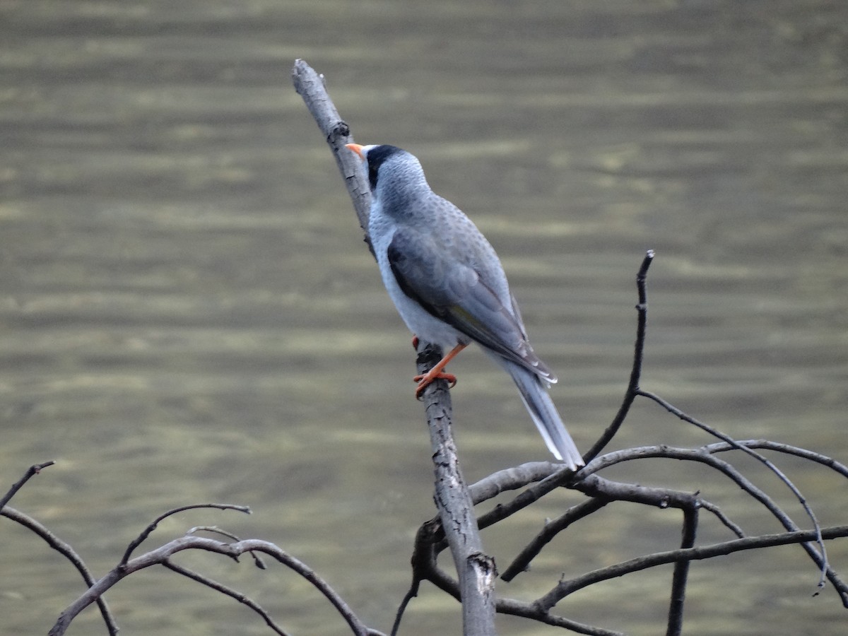 Noisy Miner - ML543612891