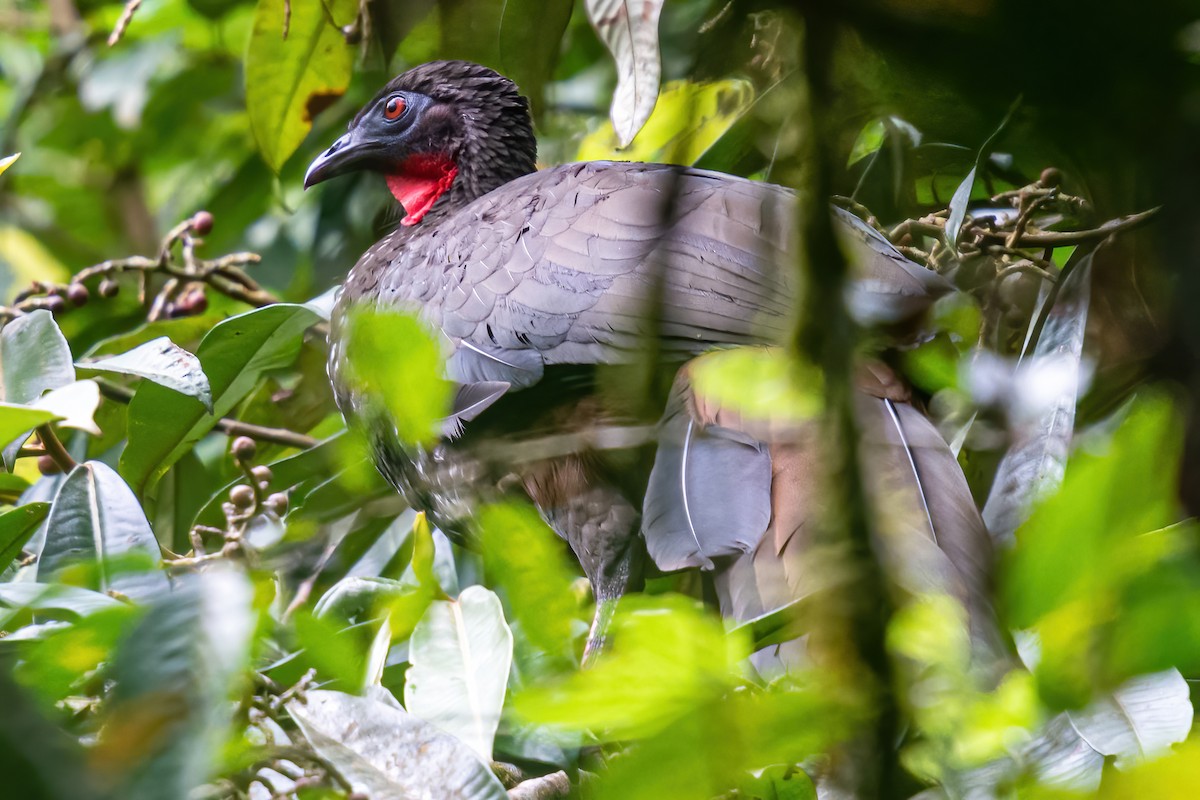 Crested Guan - ML543613001