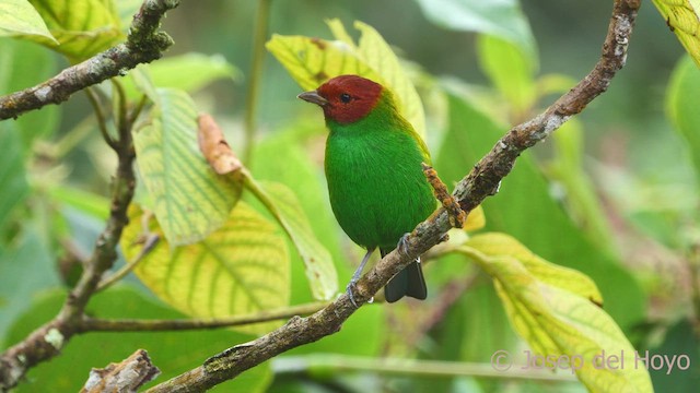 Tangara Cabecibaya (viridissima/toddi) - ML543614061