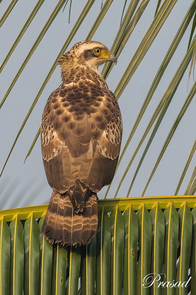 Crested Serpent-Eagle - Vasudev Prasad