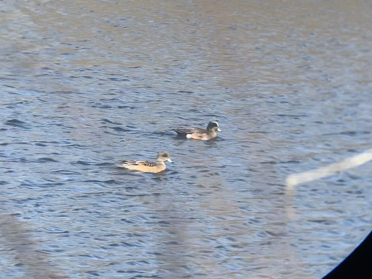 American Wigeon - ML543618781