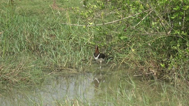 Greater Painted-Snipe - ML543619131