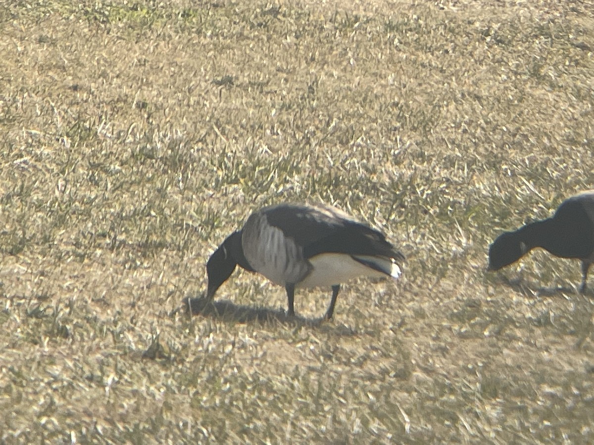 Barnacla Carinegra - ML543619591