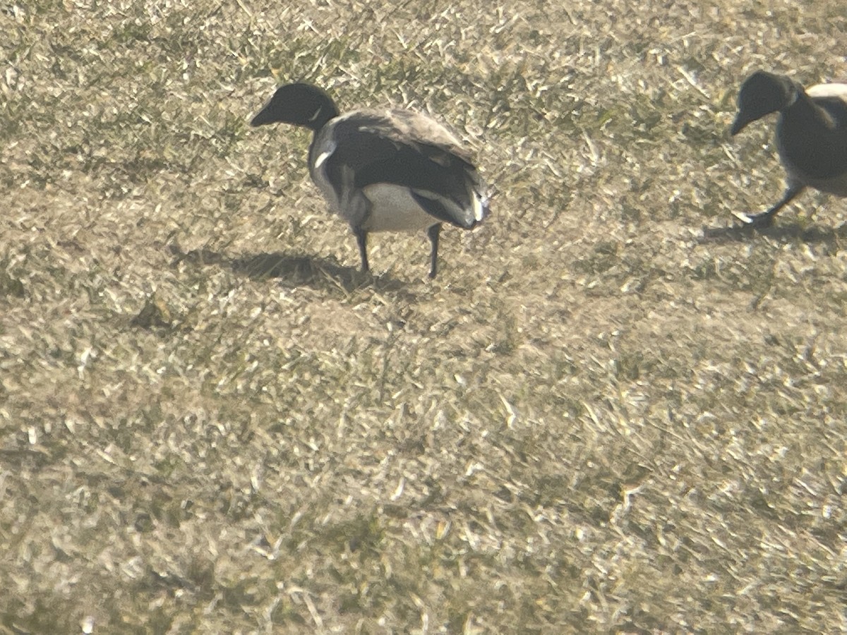 Barnacla Carinegra - ML543619611