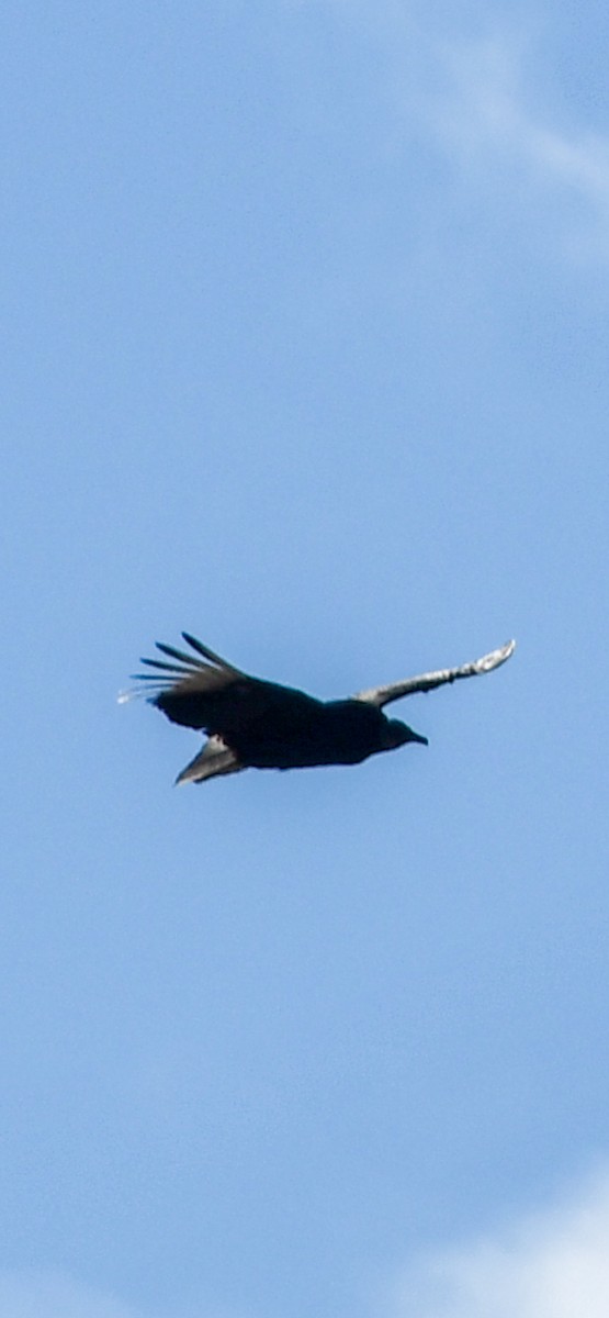 Black Vulture - ML543619871