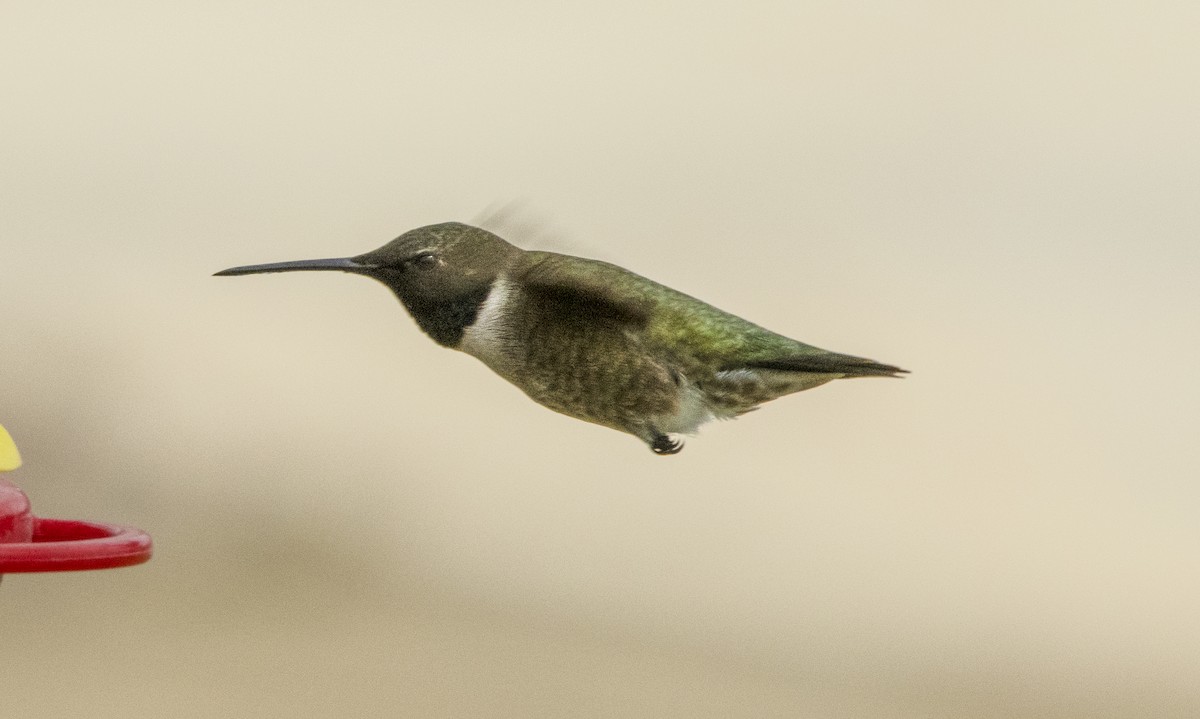 Black-chinned Hummingbird - William Brooks