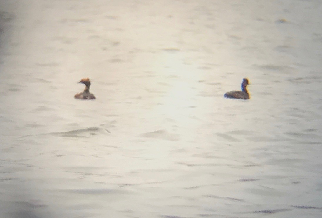 Eared Grebe - ML54362021