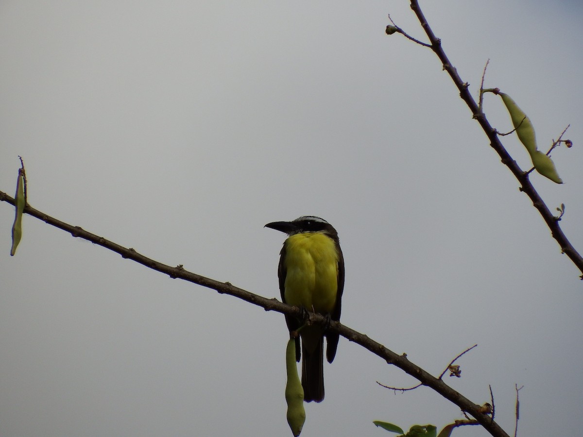 Boat-billed Flycatcher - ML54362061