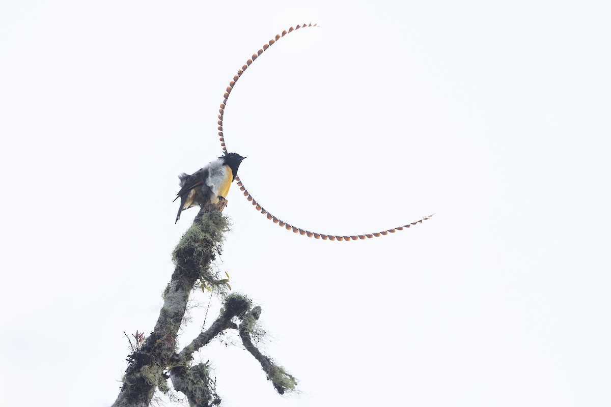 King-of-Saxony Bird-of-Paradise - Dubi Shapiro