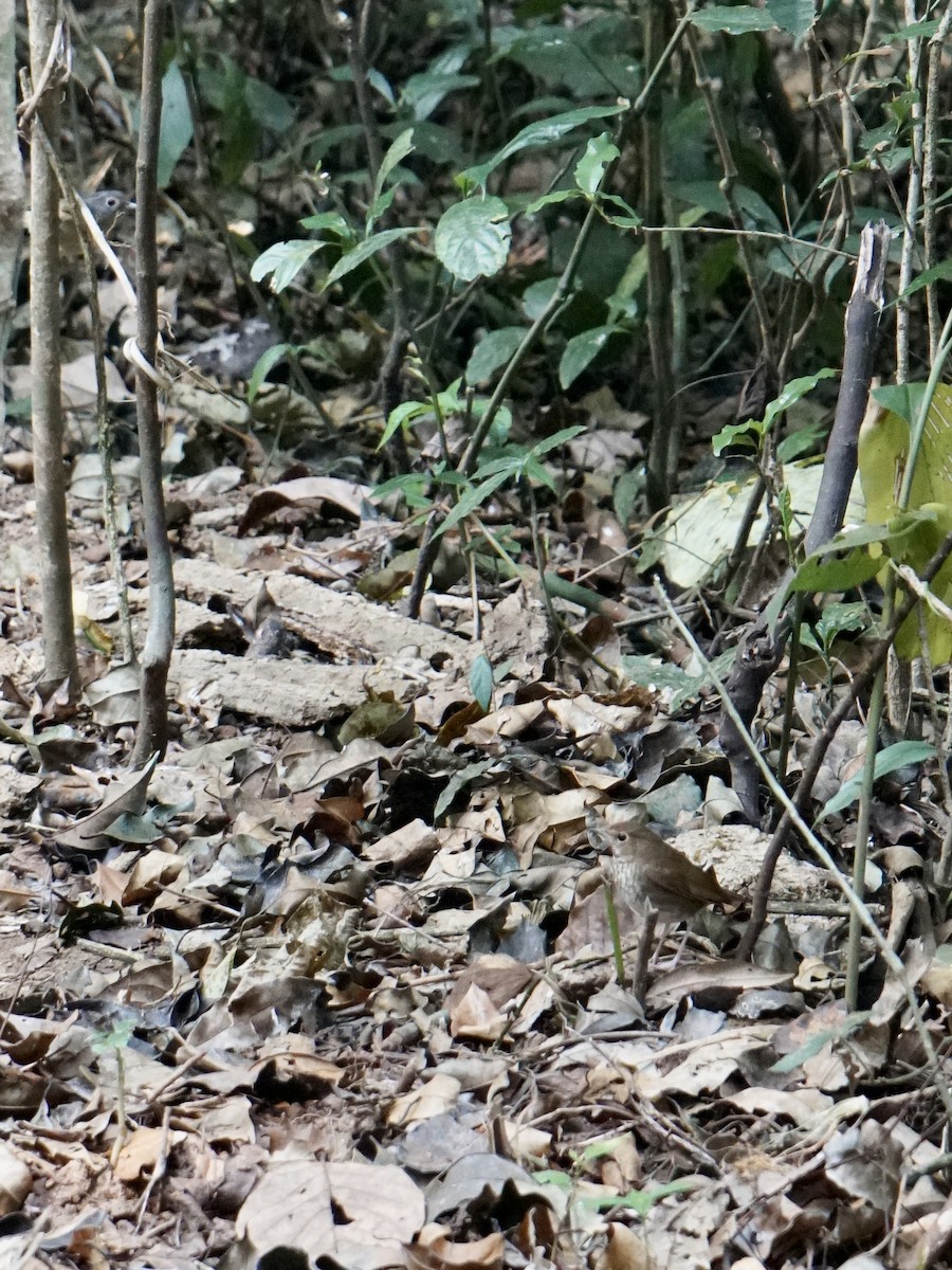 Rufous-tailed Robin - ML543621371