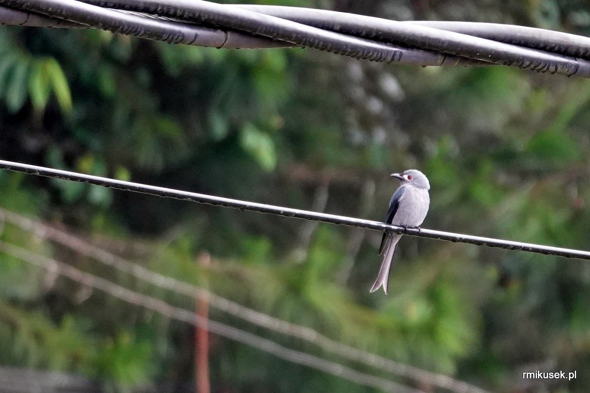 Kül Rengi Drongo - ML543621731