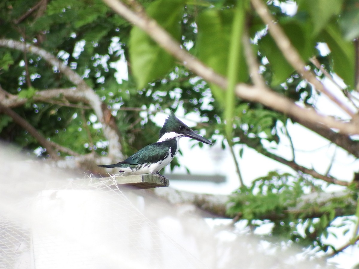 Amazon Kingfisher - ML54362321