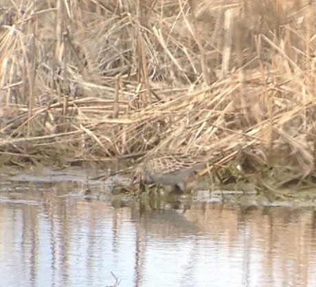 Pectoral Sandpiper - ML54362371