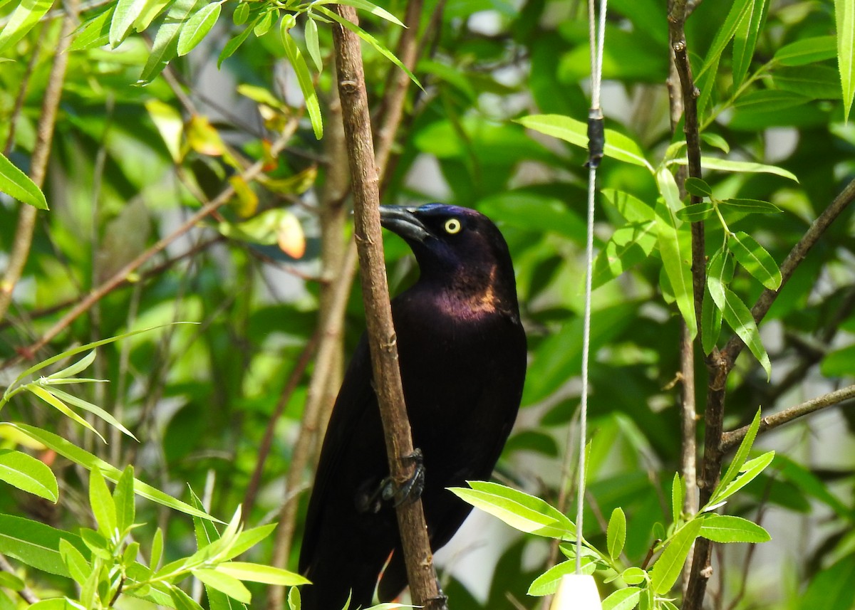 Common Grackle - ML543623991