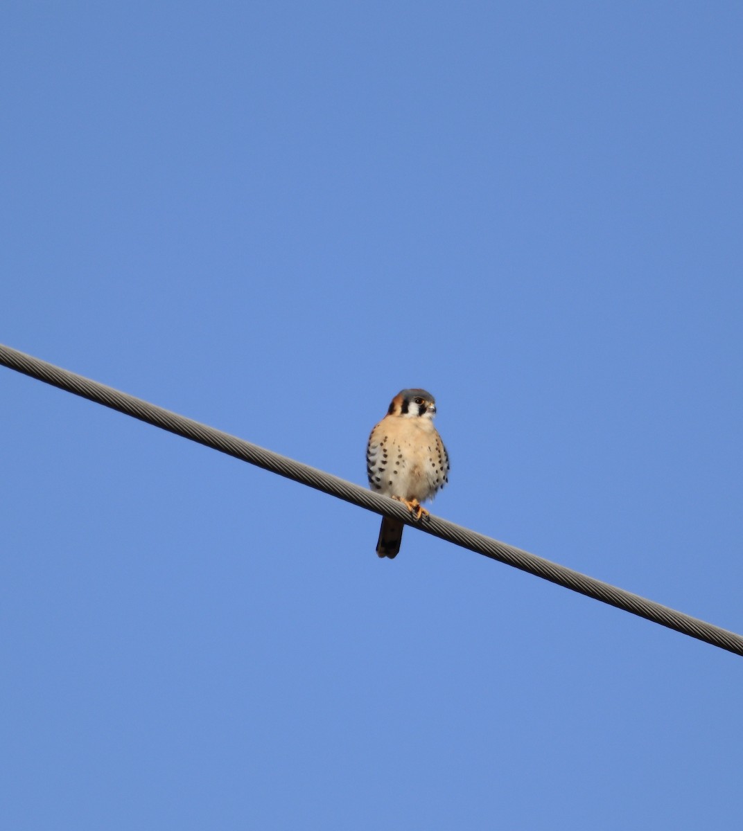 American Kestrel - ML543625091