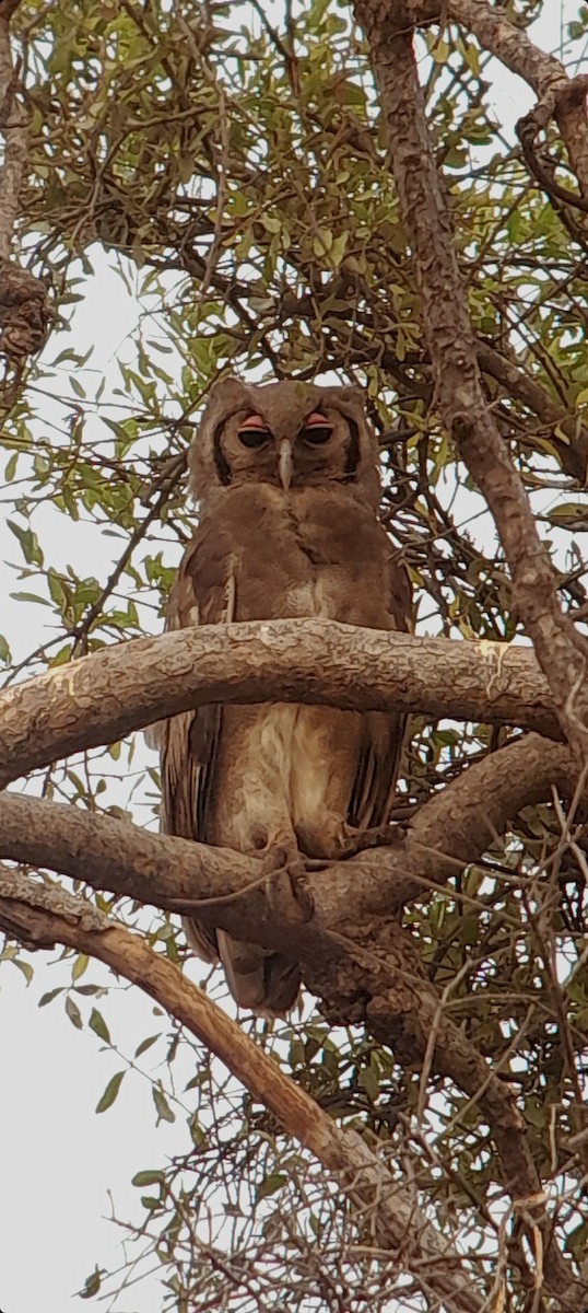 Verreaux's Eagle-Owl - ML543625201