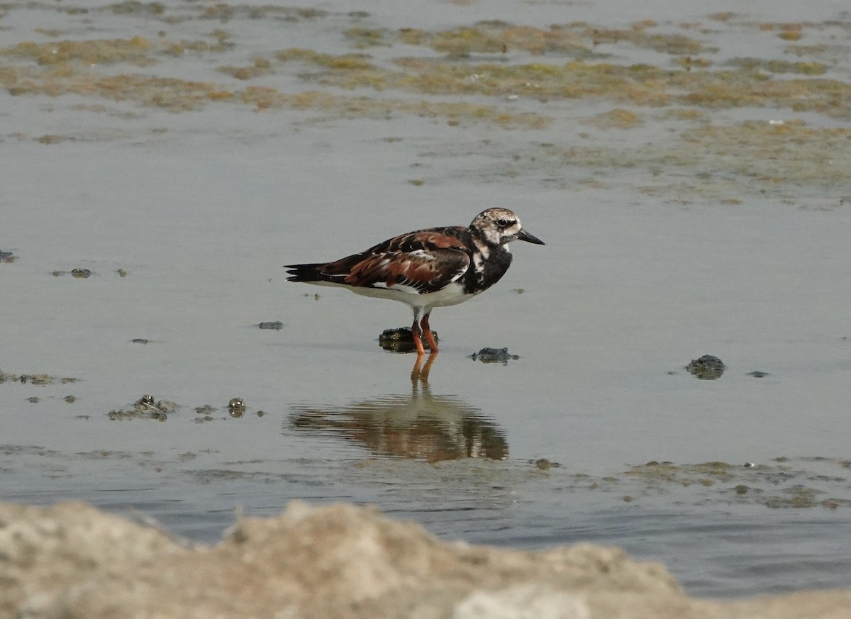 Ruddy Turnstone - ML543625251