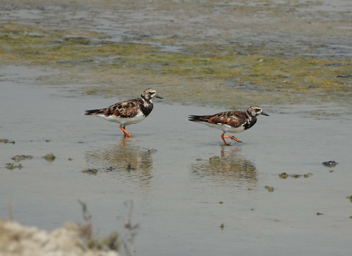 Ruddy Turnstone - David Diller