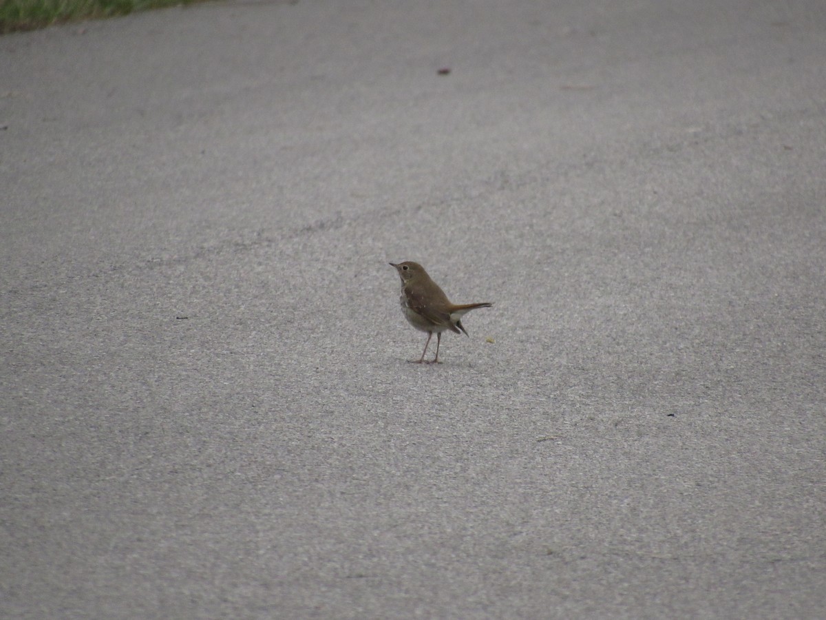 Hermit Thrush - ML543626371