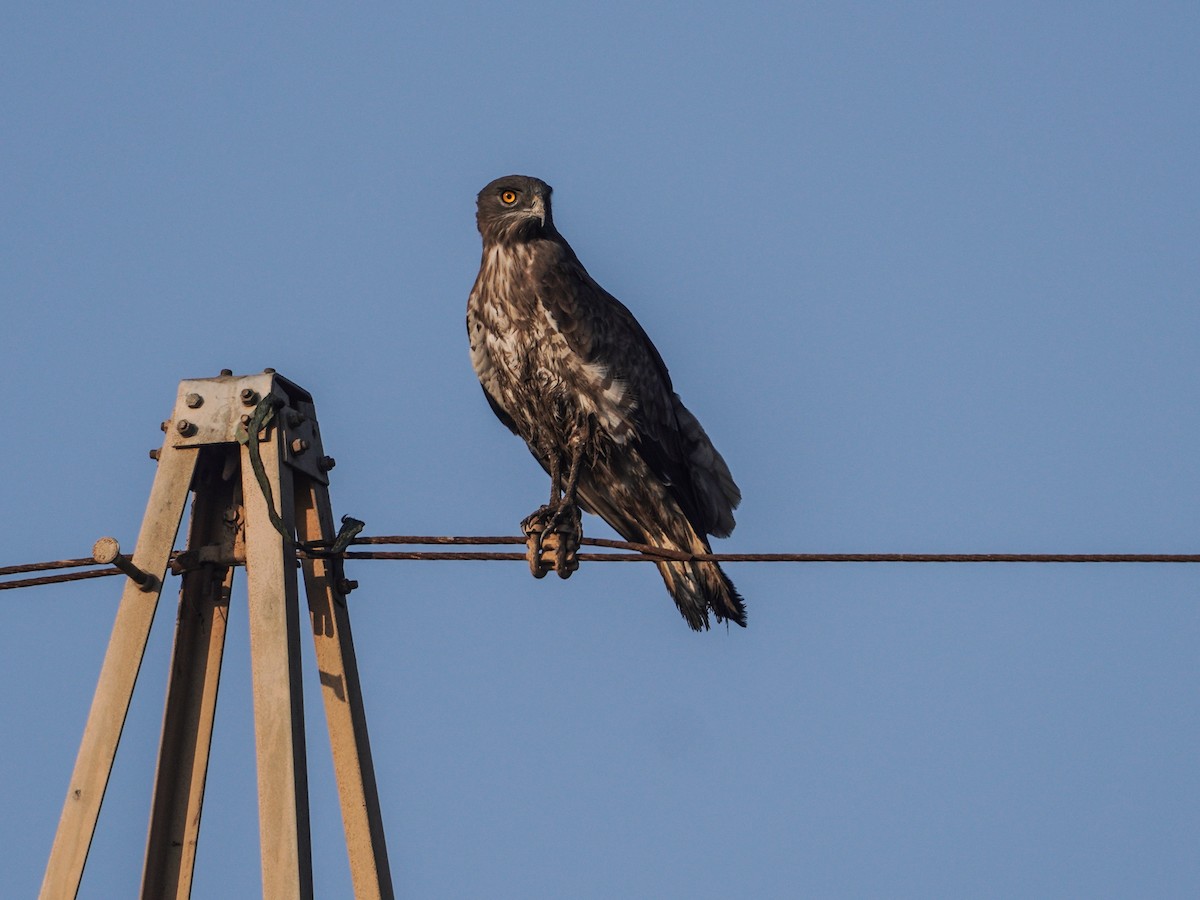 Short-toed Snake-Eagle - ML543627621