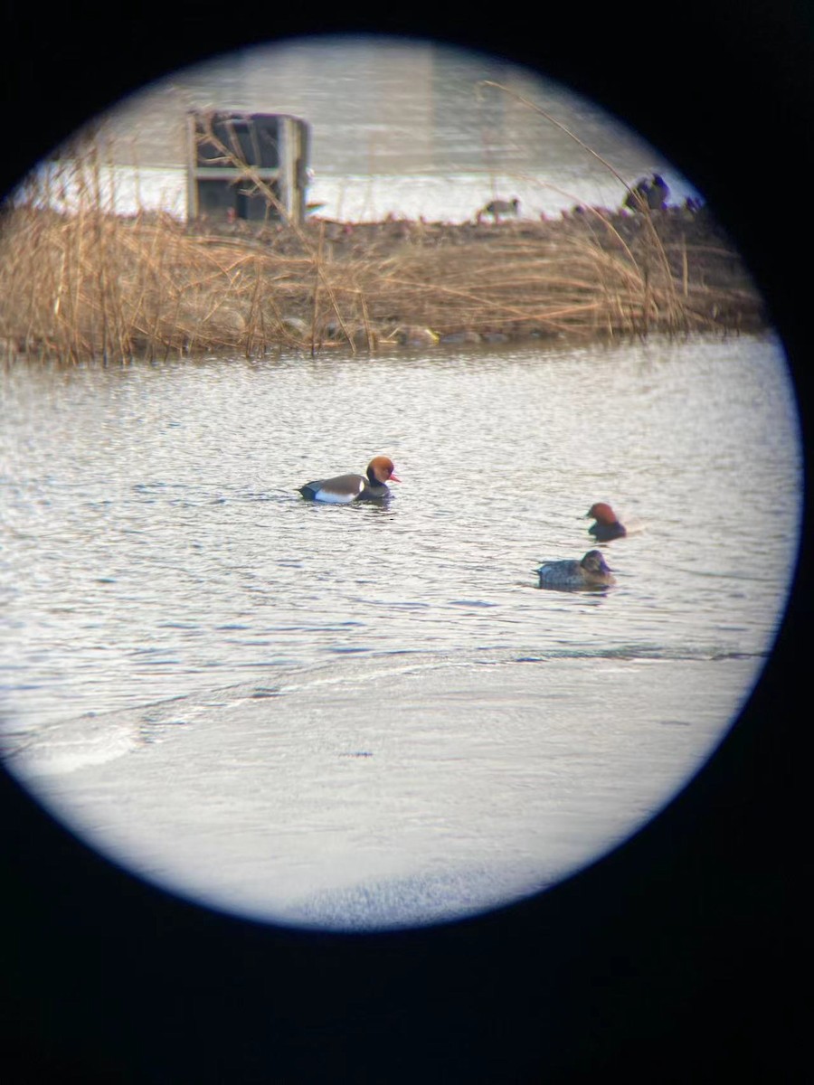 Red-crested Pochard - ML543628041