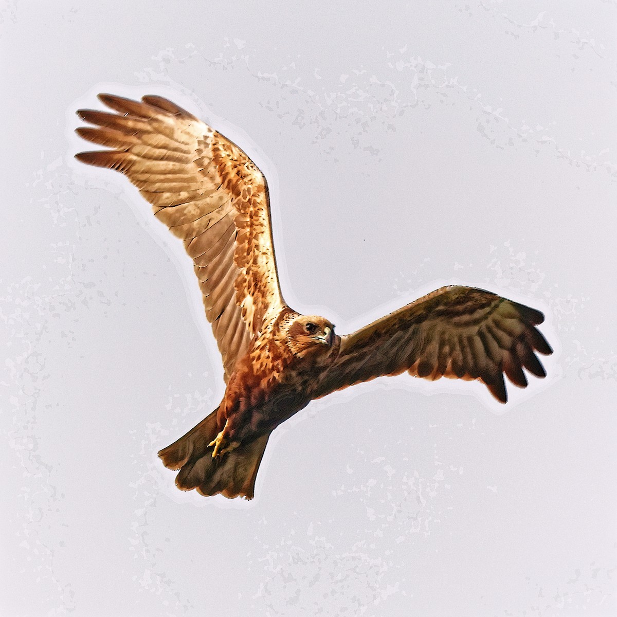 Western Marsh Harrier - ML543628671