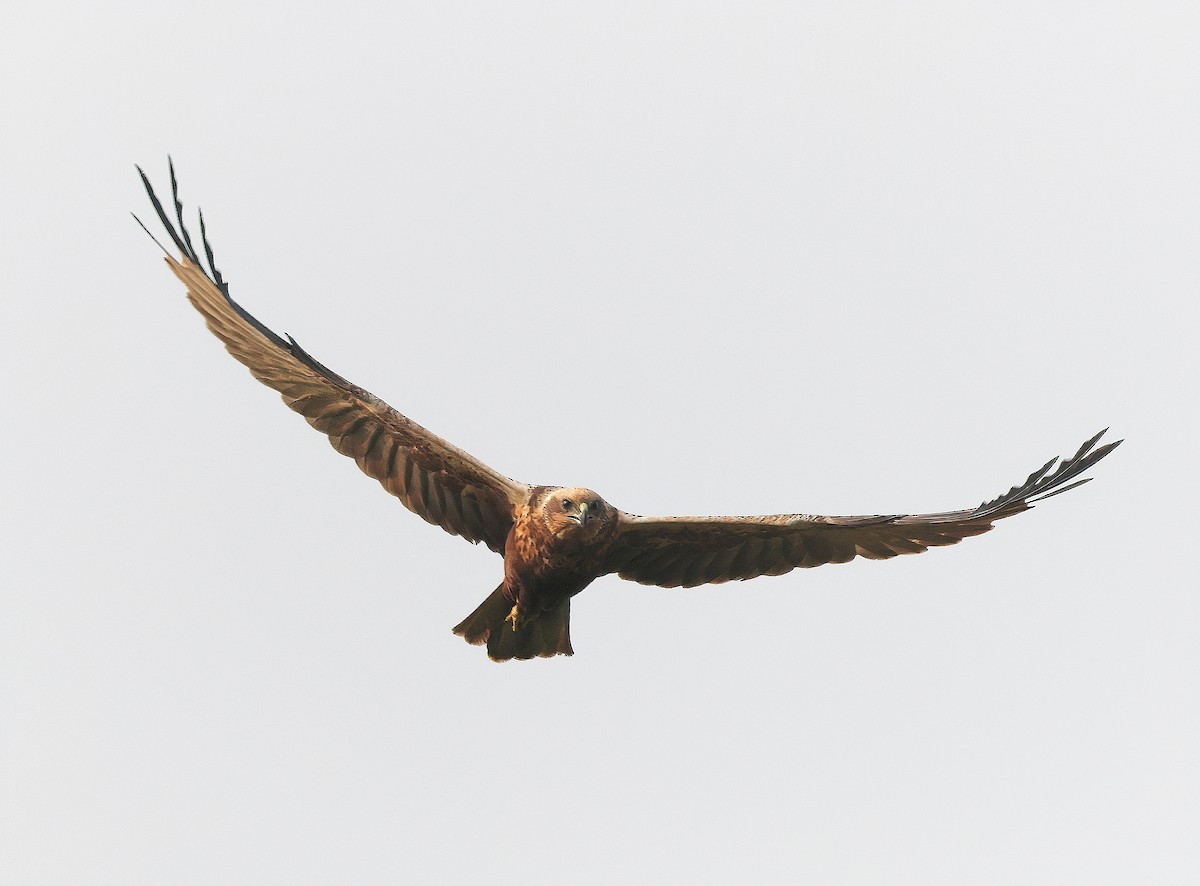 Western Marsh Harrier - ML543628691