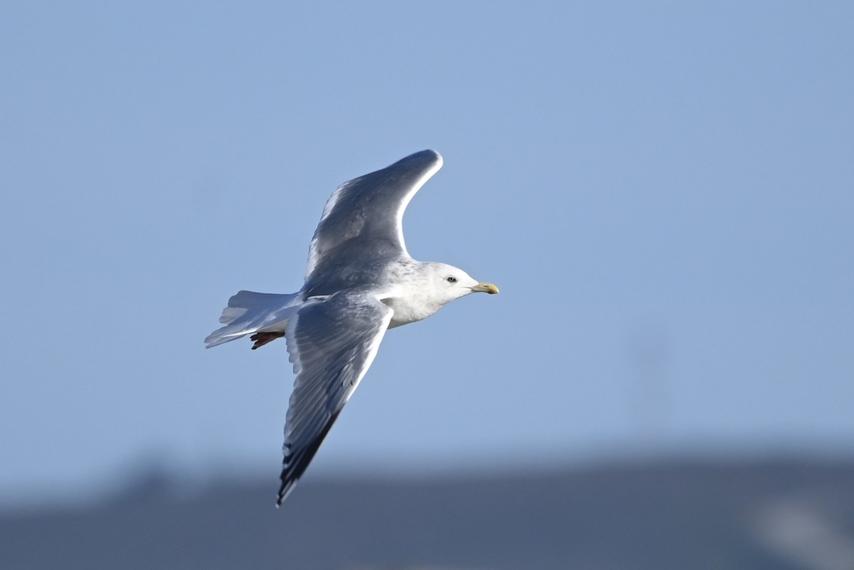 Iceland Gull (Thayer's) - ML543629561