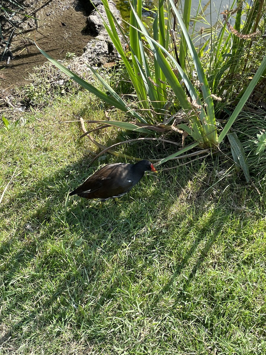 Eurasian Moorhen - Brendan Lawrence