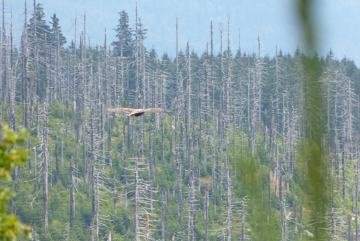 orel mořský - ML543632141