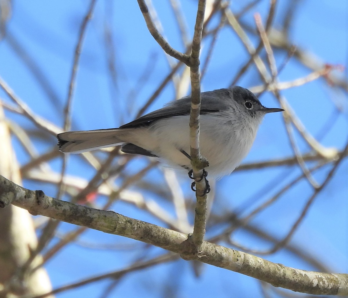Blue-gray Gnatcatcher - ML543633821
