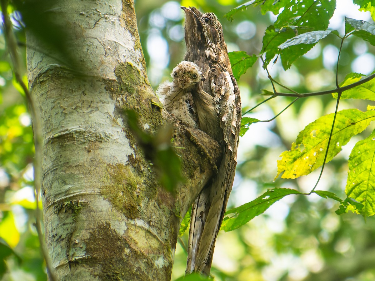 Long-tailed Potoo - James Moore (Maryland)