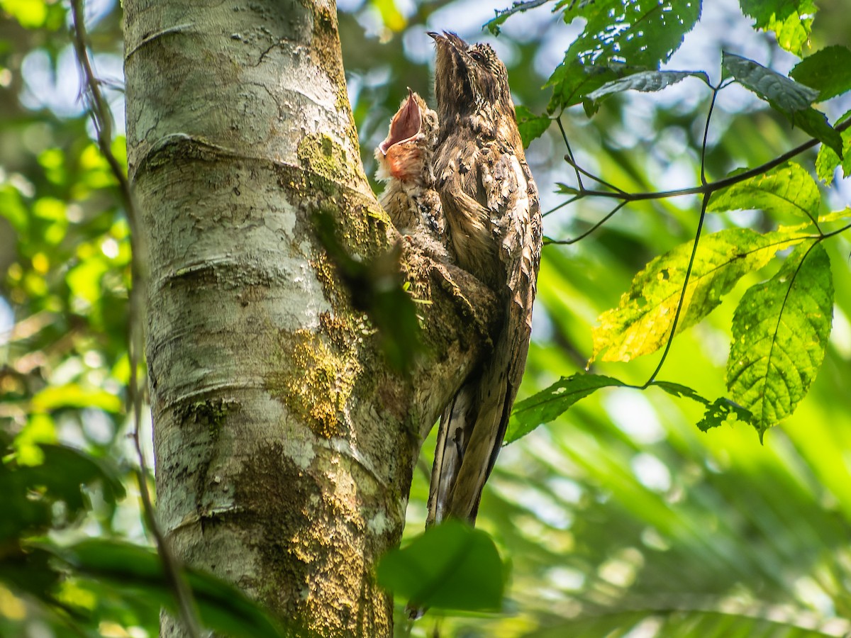 Long-tailed Potoo - James Moore (Maryland)