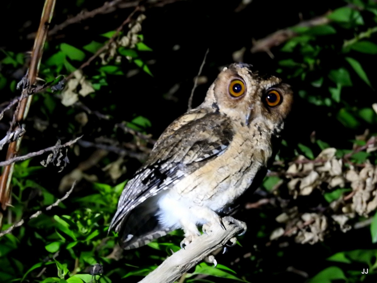 Indian Scops-Owl - ML54363431