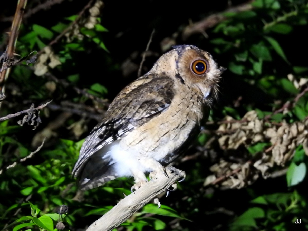 Indian Scops-Owl - ML54363441