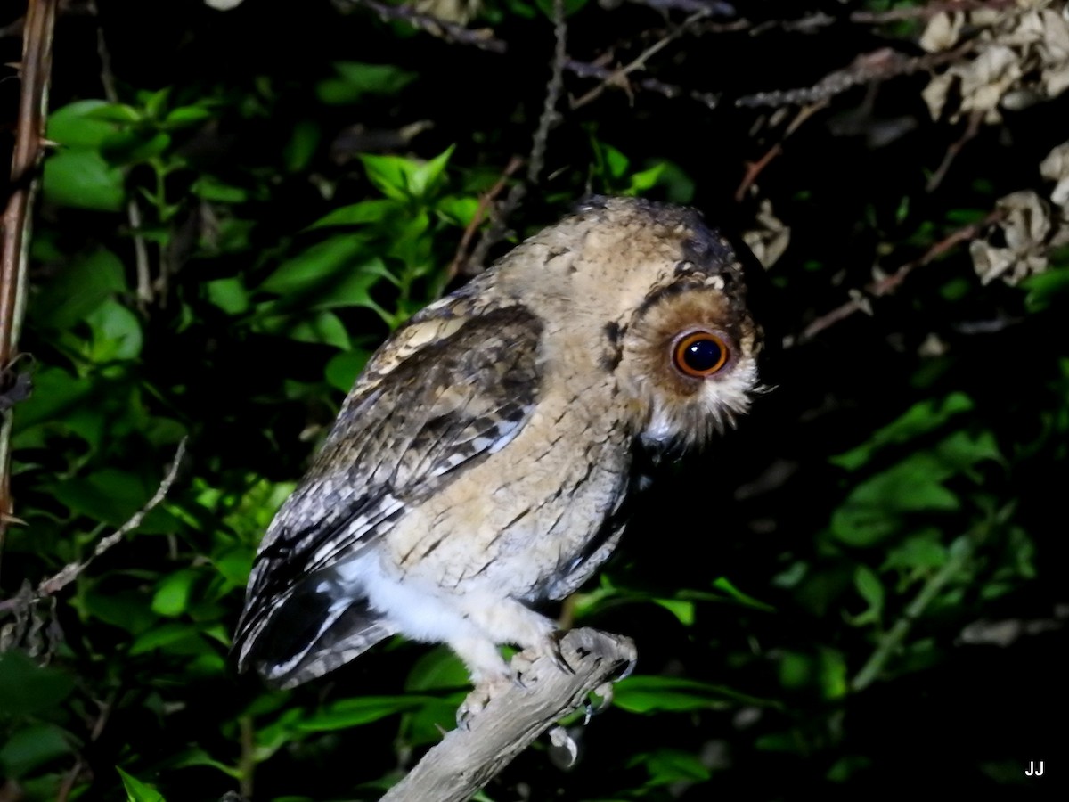 Indian Scops-Owl - Jaichand Johnson