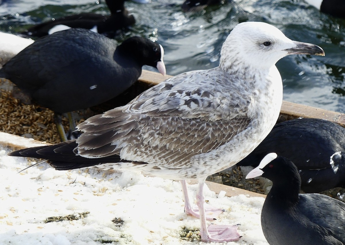 Caspian Gull - ML543634791