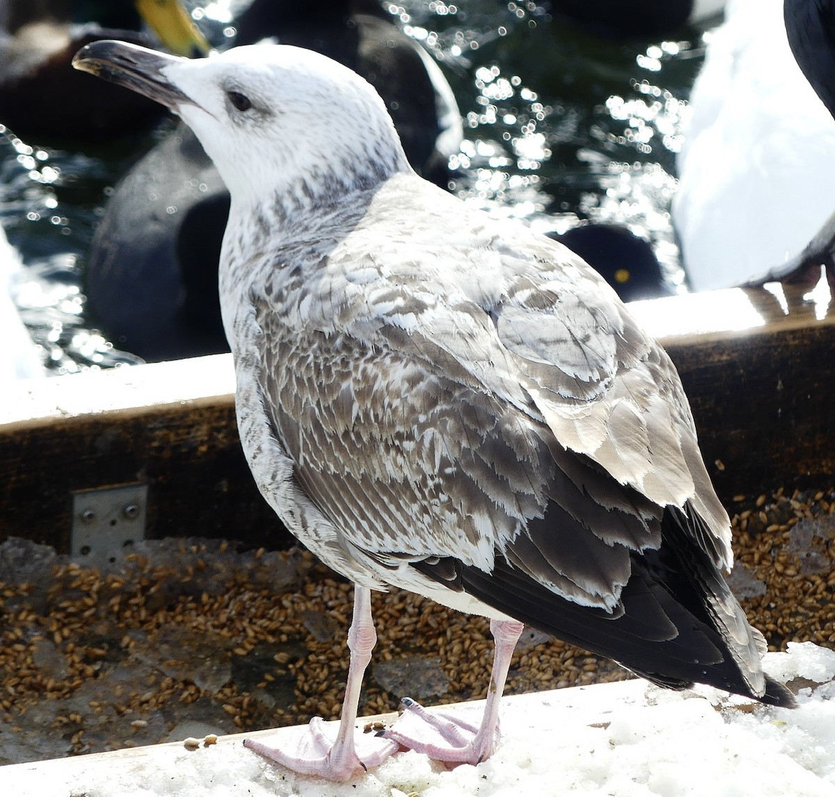 Caspian Gull - ML543634801